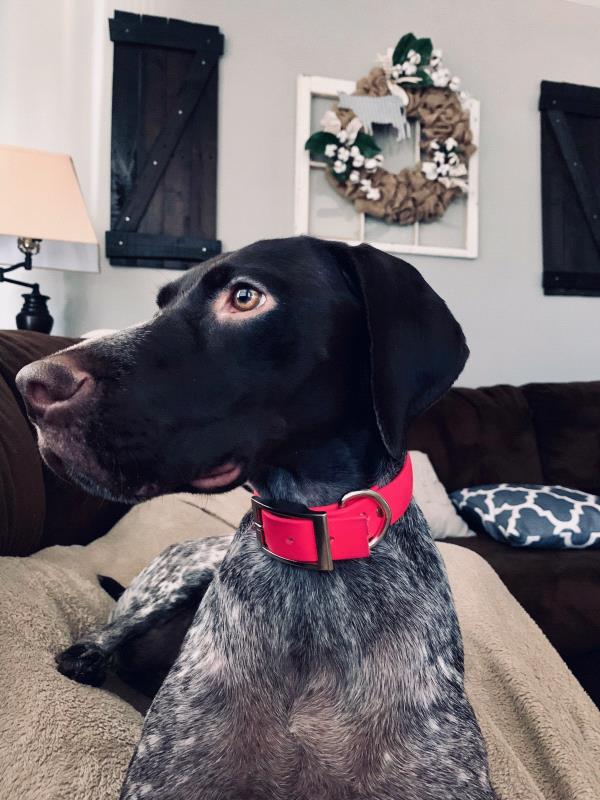/images/uploads/southeast german shorthaired pointer rescue/segspcalendarcontest2019/entries/11594thumb.jpg